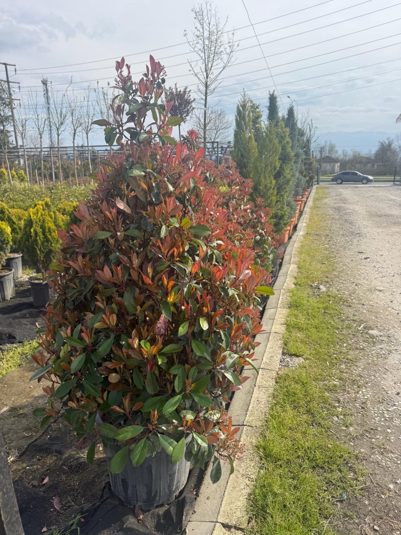 Peyzaj Bitkileri ve Bitki Temini